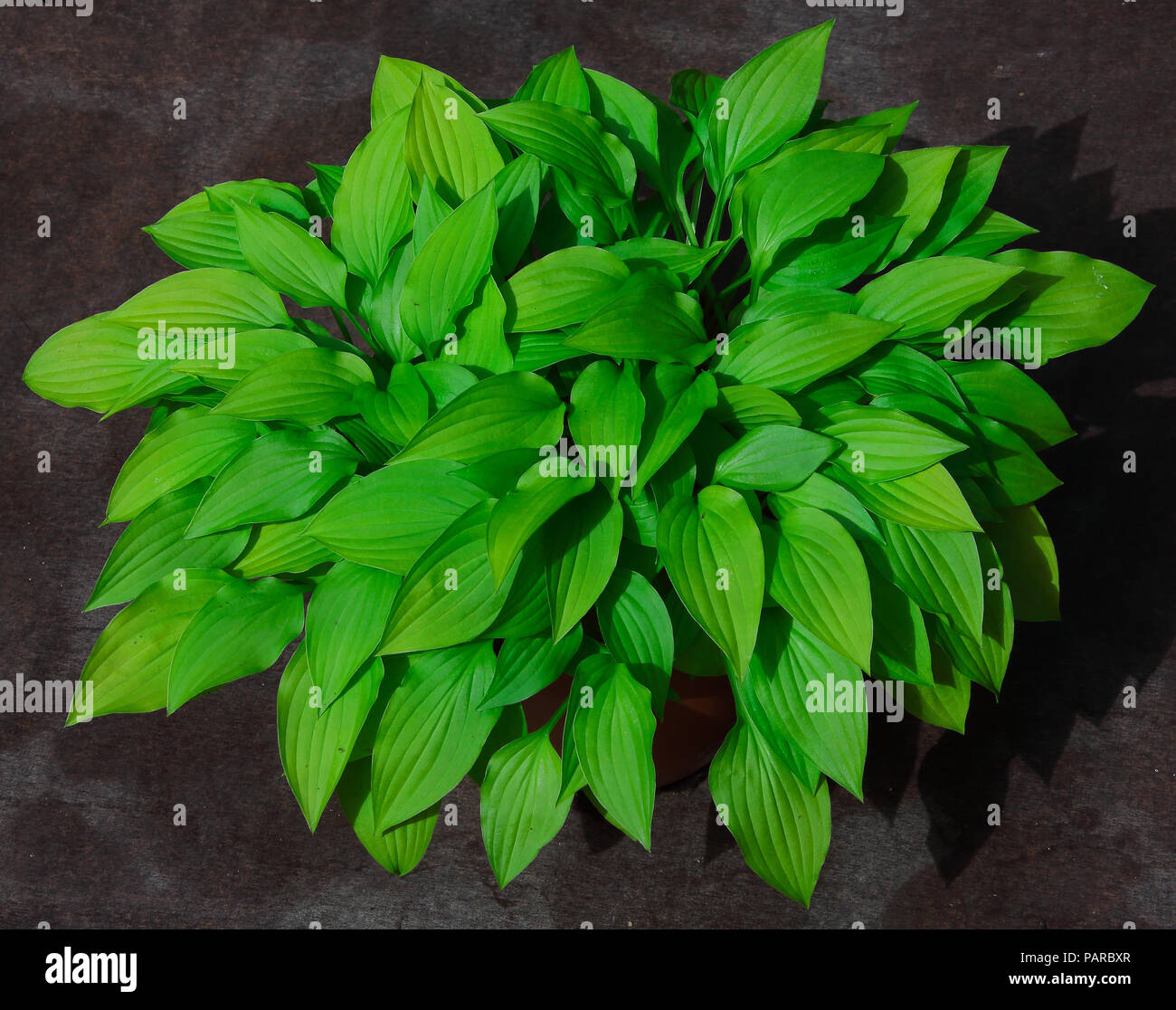 Die Hosta zeigt seine grüne gerippte Kalk und grün gefärbten Blätter eines' Hosta 'Anlage für Displays und Gärten angebaut. Stockfoto