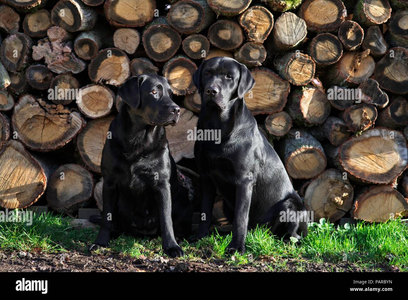 Zwei schwarze Labrador Retriever Hunde durch ein Protokoll Stack. Stockfoto