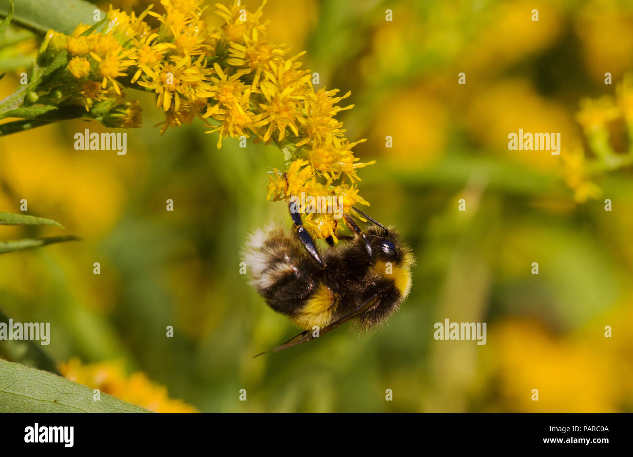 Buff-tailed Hummel auf Goldenrods Stockfoto