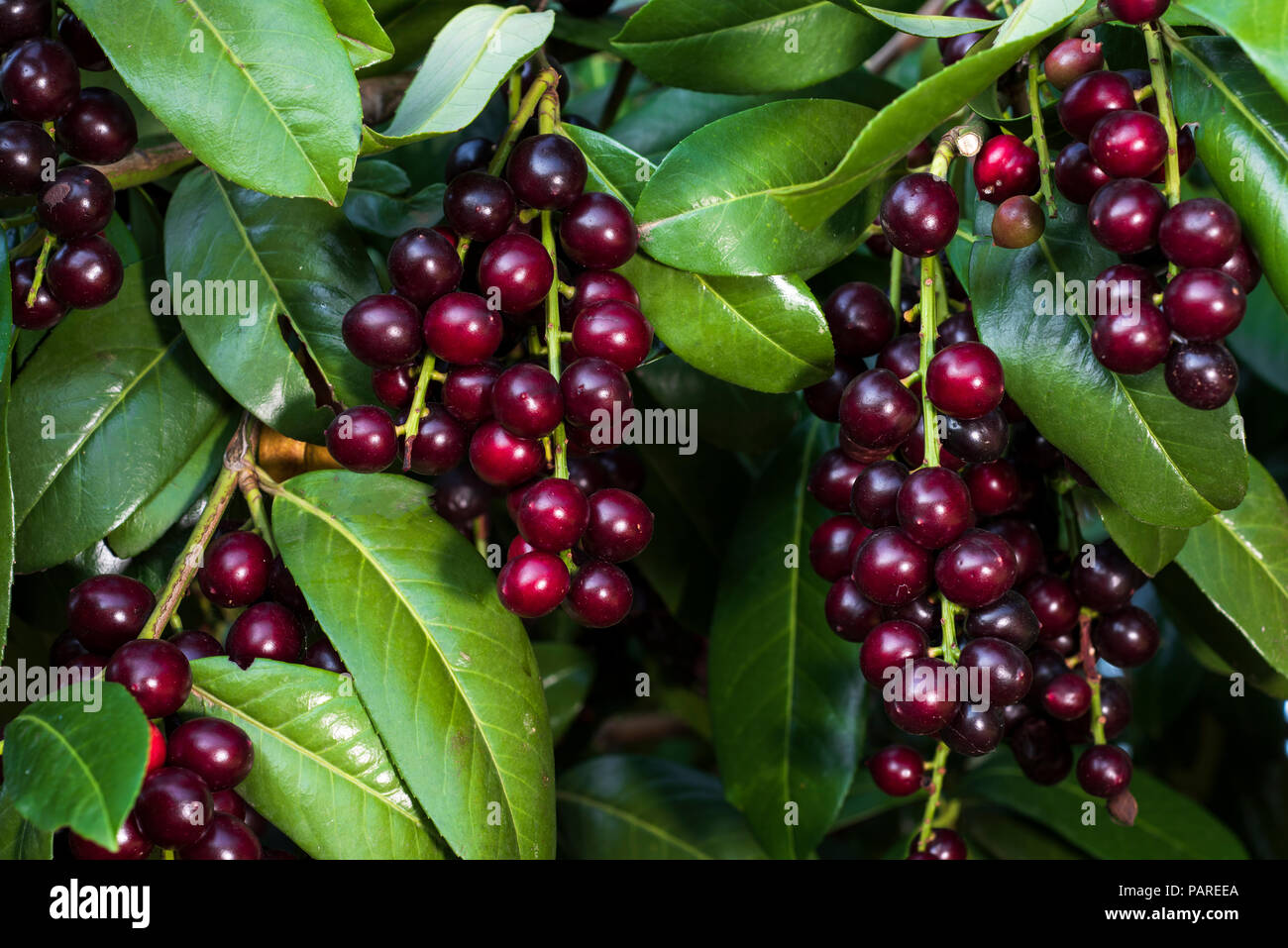 Prunus laurocerasus/Cherry Laurel/Taflan (Name des Schwarzen Meeres in der Türkei) Stockfoto
