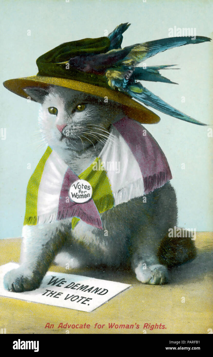 Suffragetten eine britische Postkarte um 1905 zeigt eine Katze in die SUFFRAGETTE Farben mit einem Hut aus Vogel Flügel Stockfoto