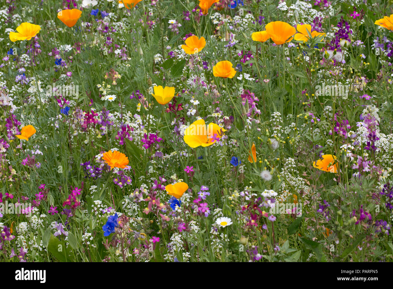 Wildblumen in Gärten Sizergh Gärten Cumbria GROSSBRITANNIEN Stockfoto