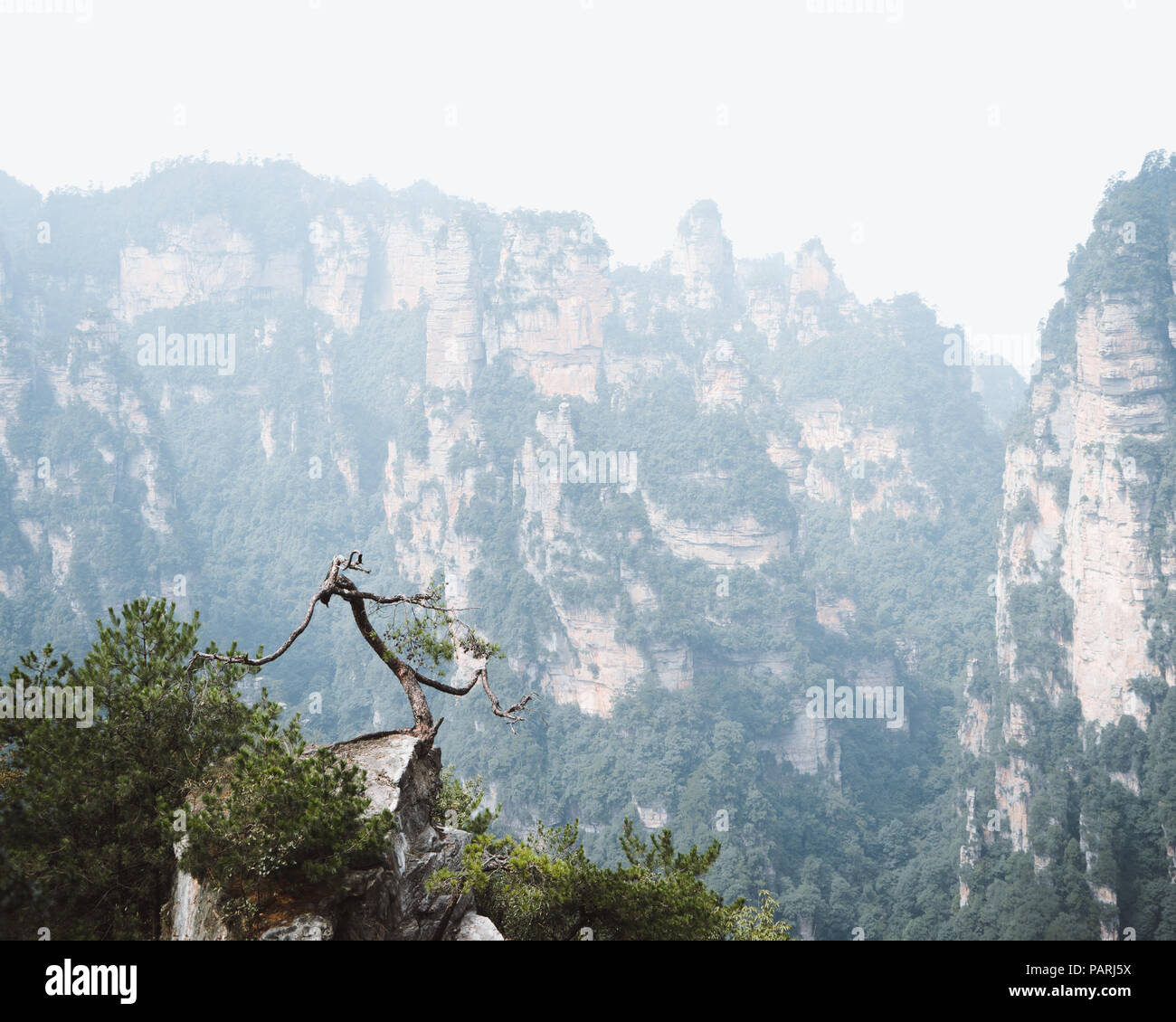Einsamer Baum gegen Berglandschaft Stockfoto