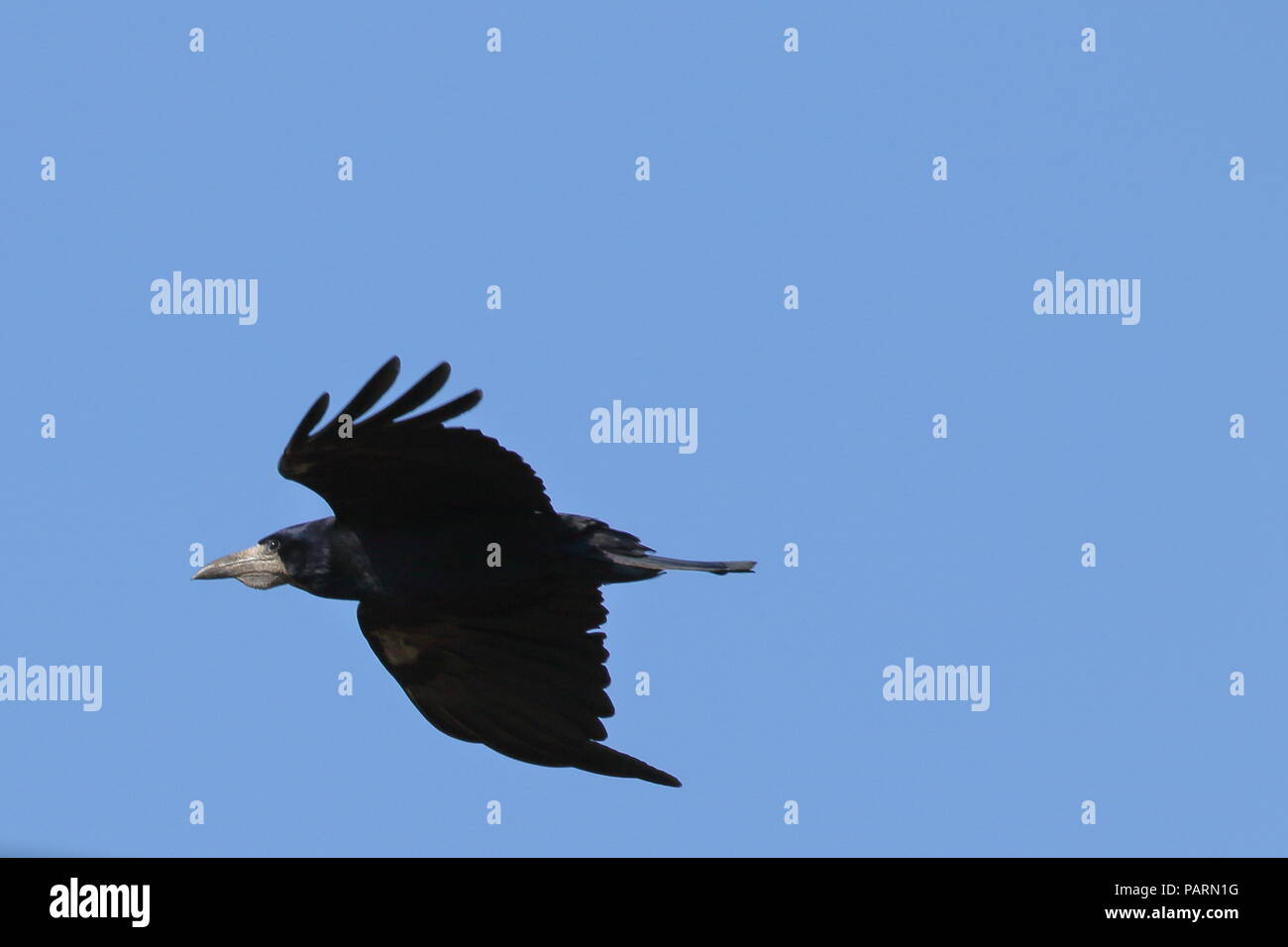 Rook, Corvus frugilegus, im Flug. Großbritannien Stockfoto
