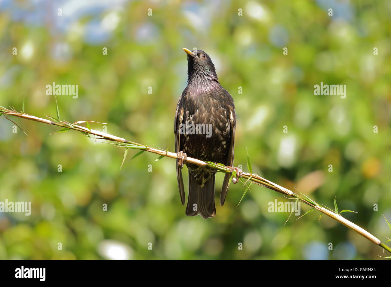 Starling, Sturnus vulgaris, auf einem Bambus Zweig. Großbritannien Stockfoto