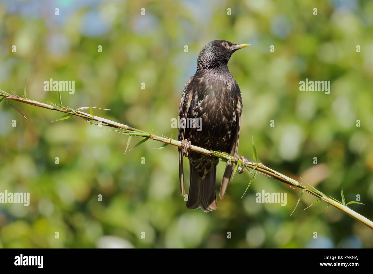 Starling, Sturnus vulgaris, auf einem Bambus Zweig. Großbritannien Stockfoto