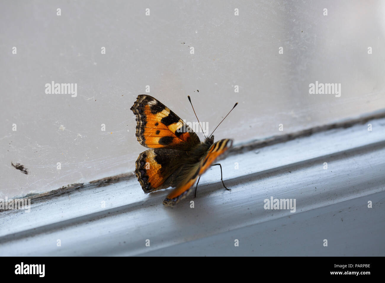 Ein kleiner Fuchs Schmetterling, Nymphalis urticae, die durch ein offenes Fenster in einem Haus auf einer Fensterbank geflogen ist. Dorset England UK GB Stockfoto