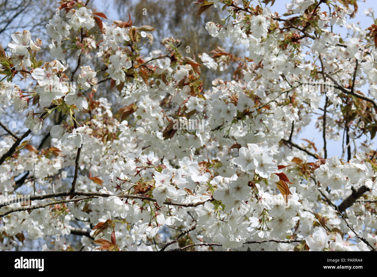 Große weiß blühenden Japanischen Kirschbaum (Prunus serratula) Vielzahl Tai haku in voller Blüte mit Bronze farbigen jungen Blätter im Frühling und Bäume Stockfoto