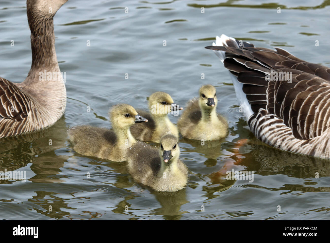 Vier Graugans (Anser anser) Gänschen auf dem Wasser schwimmend in einem See mit der Altvögel. Hintergrund des Wassers. Stockfoto