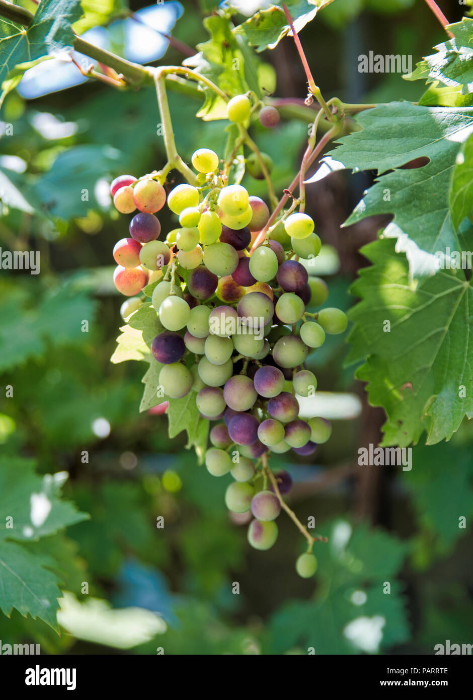 Bündel rote und grüne Trauben im Weinberg im Juli Stockfoto