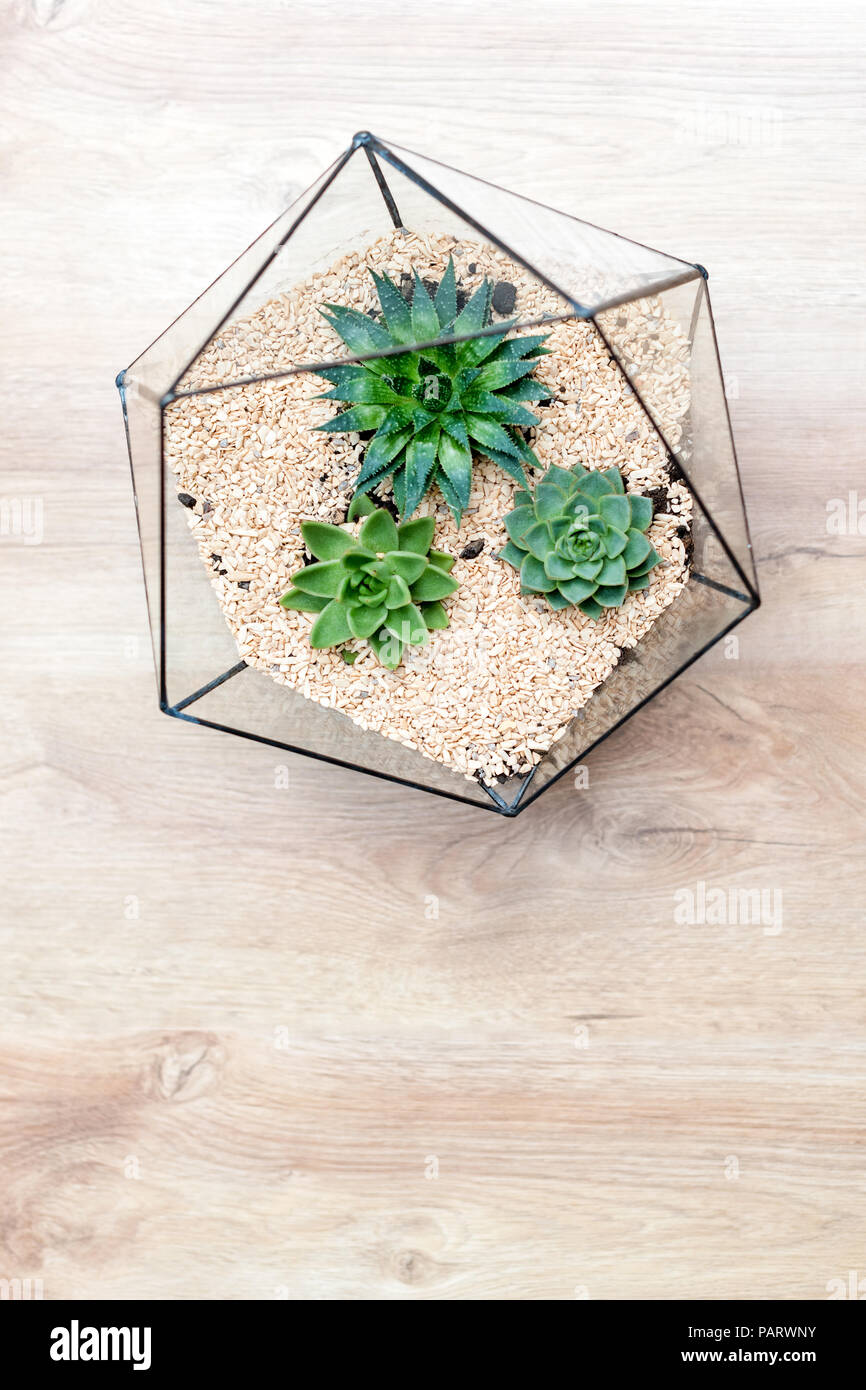 Florarium Glas Vase mit sukkulenten Pflanzen und kleinen Kaktus auf Holz- Hintergrund. Kleiner Garten mit Miniatur cactuse. Home Zimmerpflanzen Stockfoto