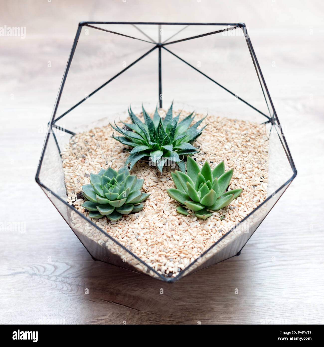 Florarium Glas Vase mit sukkulenten Pflanzen und kleinen Kaktus auf Holz-  Hintergrund. Kleiner Garten mit Miniatur cactuse. Home Zimmerpflanzen  Stockfotografie - Alamy