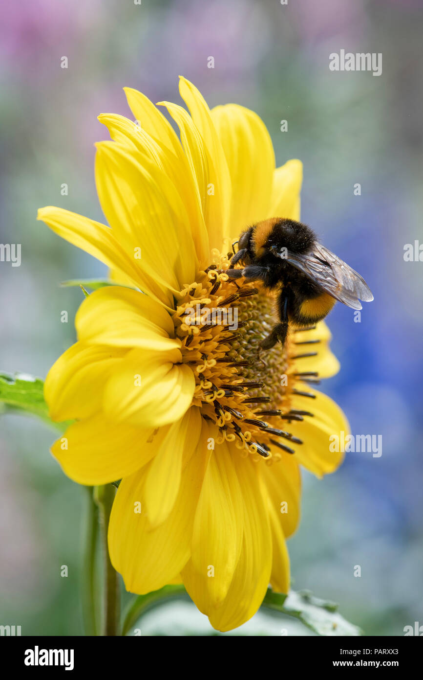 Bombus lucorum. Hummel auf Sonnenblume fliegende Untertassen Blume. Biene auf Sonnenblumen Stockfoto