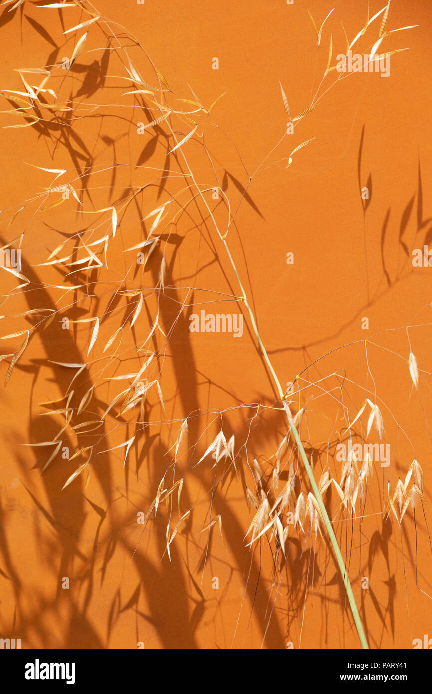 Stipa gigantea 'Gold Fontaene'. Goldenen Hafer. Riesige feather grass gegen eine verrostete Metall Hintergrund im Sonnenlicht Casting Shadows eine Blume zeigen. Stockfoto