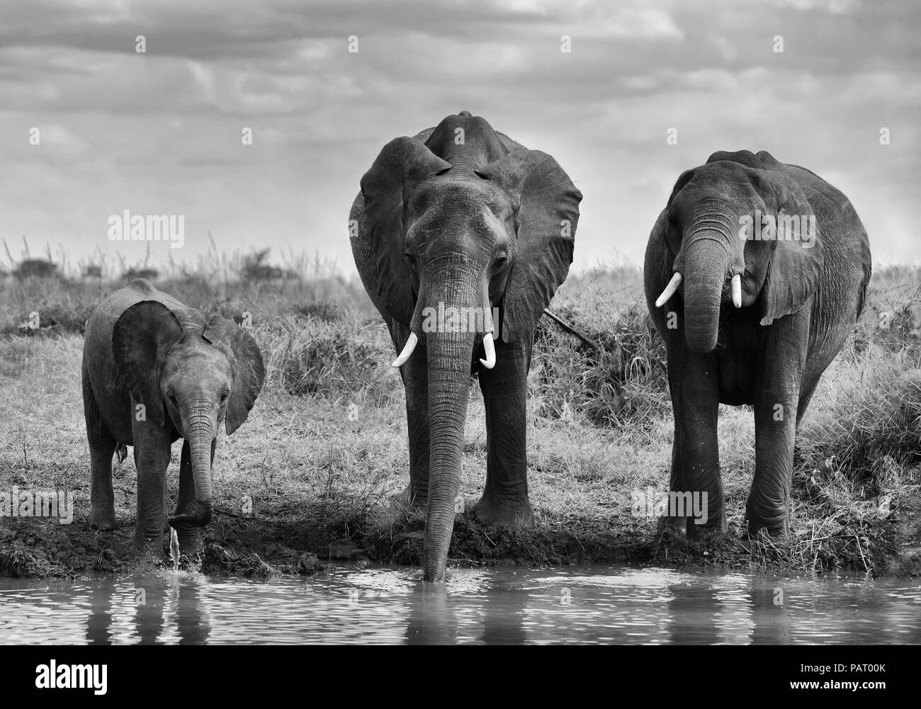 Familie der Elefanten am Pool Stockfoto