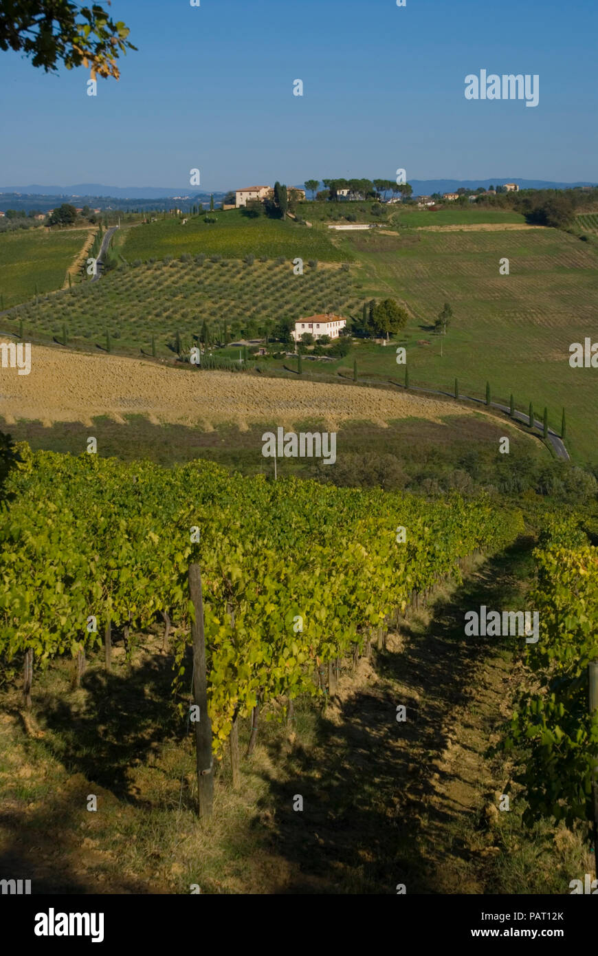 Europa, Italien, Toskana, Weinbergen in Lucignano Stockfoto