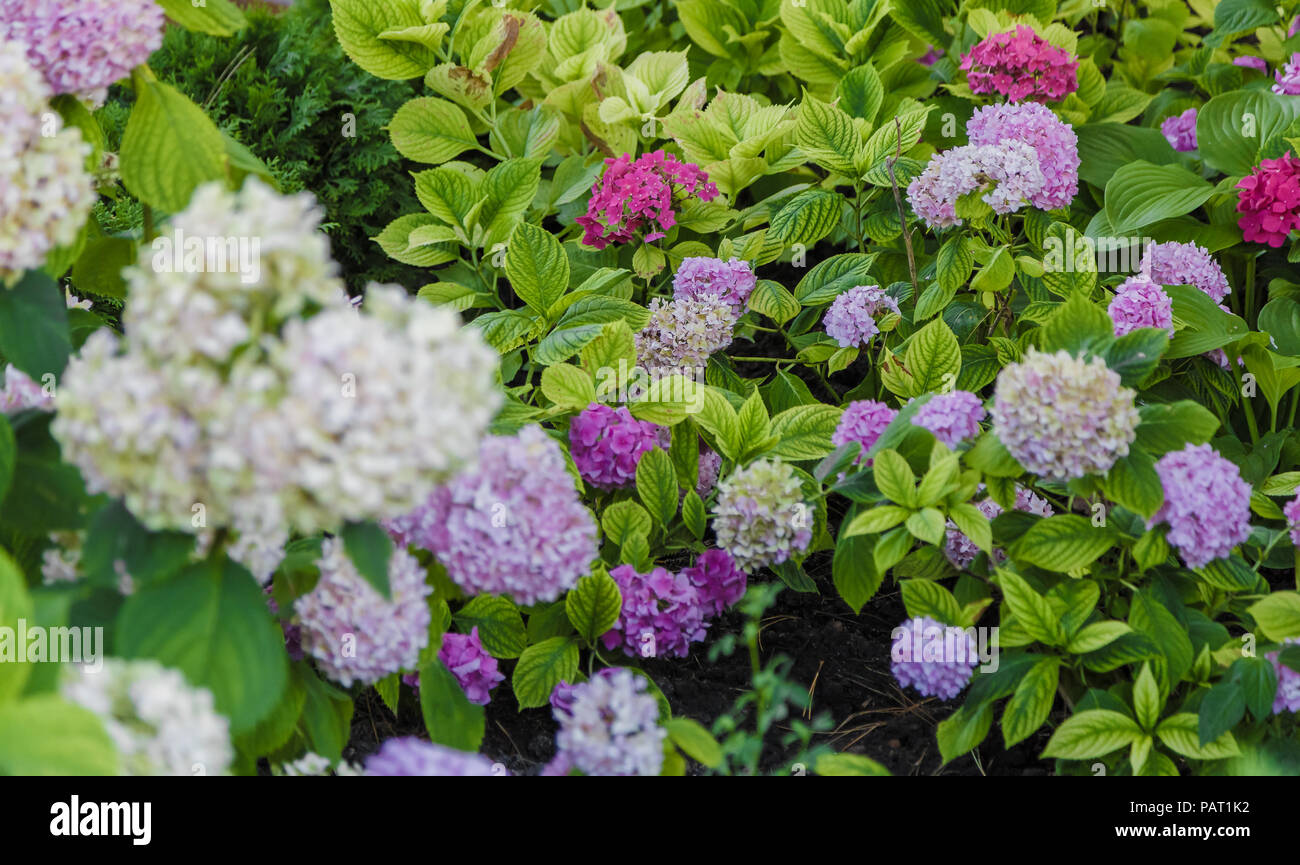 Blühende Sorte panicled Hortensie Hydrangea paniculata im Sommer abends Garten. Stockfoto