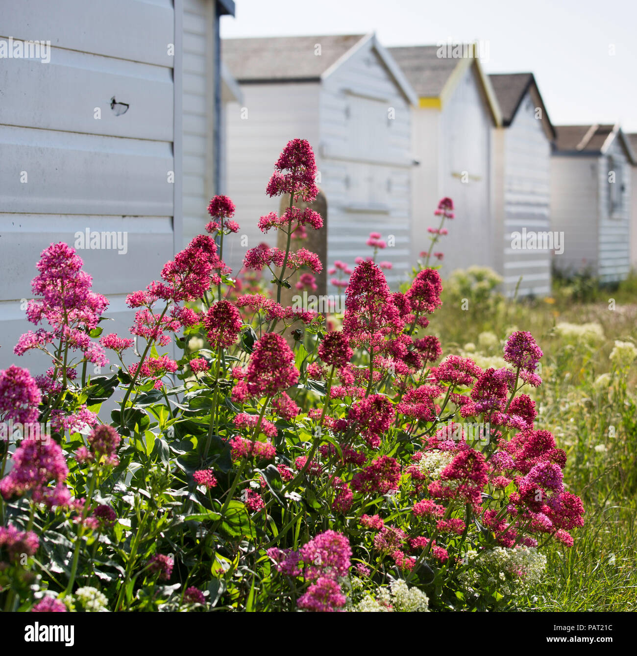 Rote Baldrian wächst wild am Strand Hütten von Shoreham von Meer, West Sussex, UK. Stockfoto