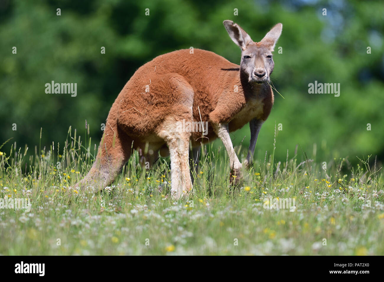 Porträt einer rote Känguru (Macropus rufus) in einer Wiese Stockfoto