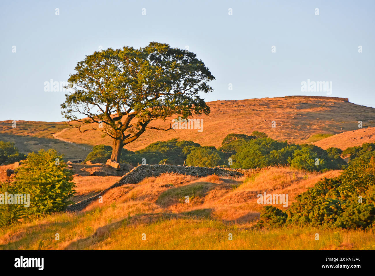 Goldene Stunde zu spät abends Sommer Sonnenschein trocken Moorland hügel landschaft in der Hitzewelle im Sommer 2018 einen Baum in der Nähe von Skipton North Yorkshire England Großbritannien Stockfoto