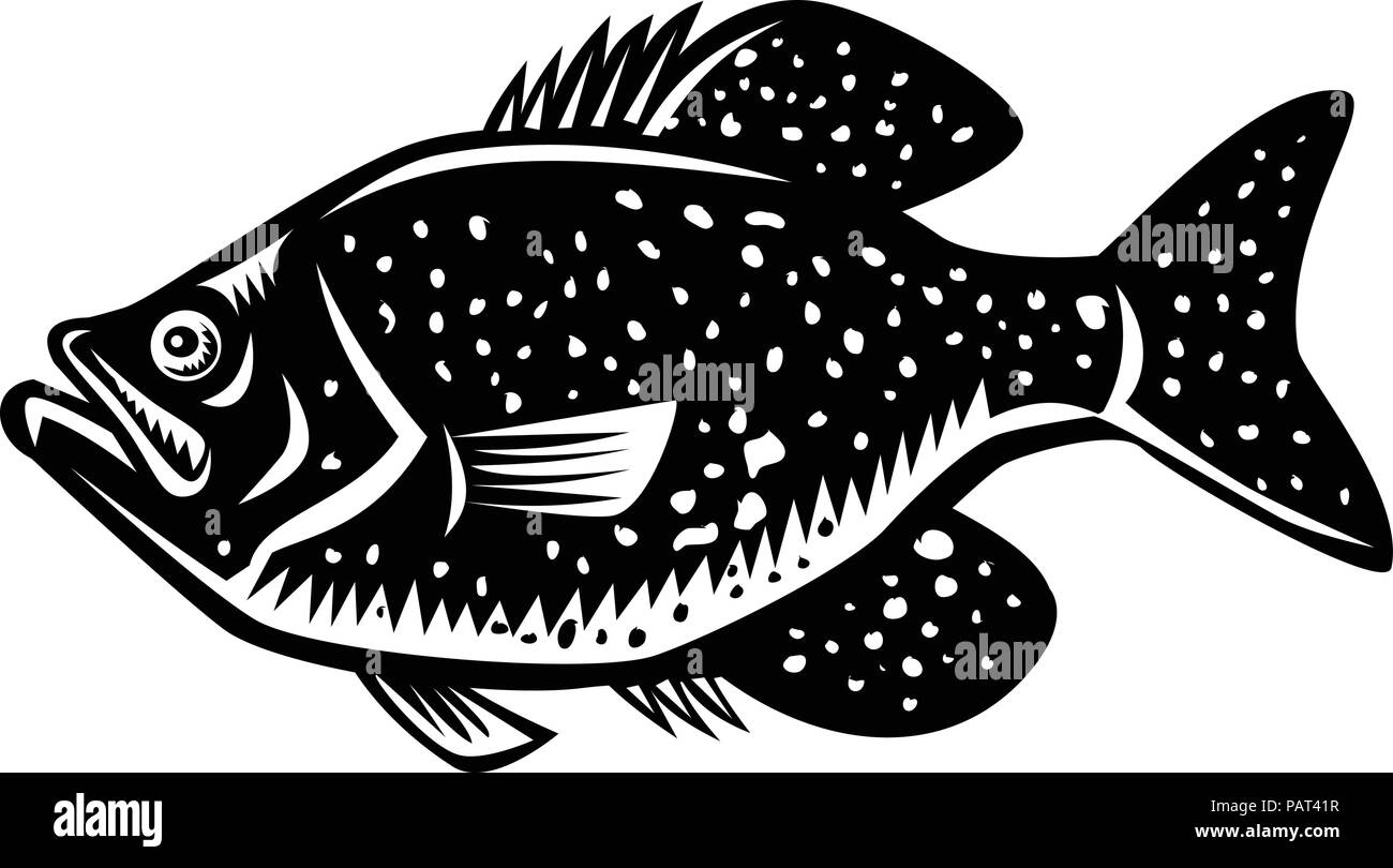 Retro Holzschnitt stil Abbildung eines crappie Fisch, papermouths, Erdbeere Bass, Bass, Flecken, gefleckt Barsch, Crappie Bass, Calico, Bass, Stock Vektor
