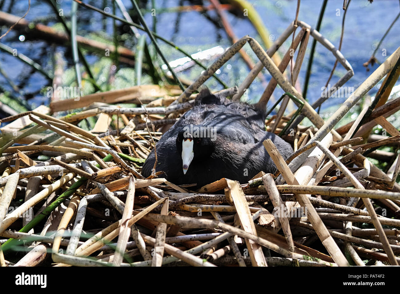 Eine amerikanische Blässhuhn sitzen auf einem Nest von Schilf Stockfoto