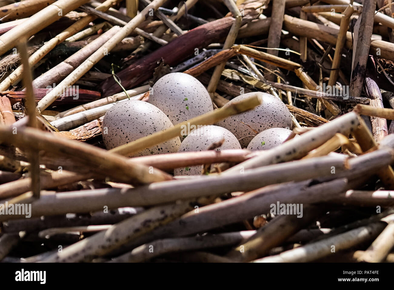 Nahaufnahme der amerikanischen Blässhuhn Eier in einem Nest Stockfoto