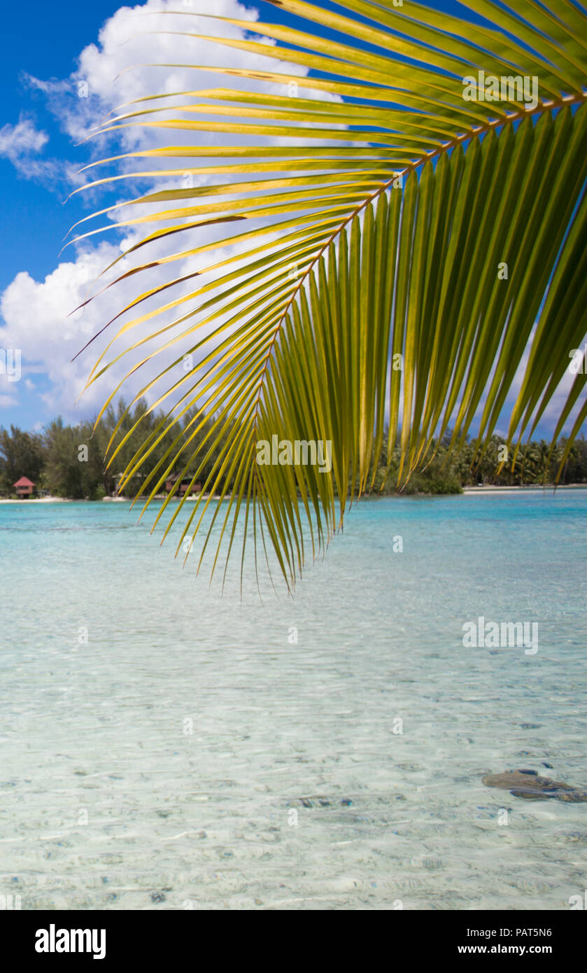 Französisch-Polynesien, Gesellschaft-Insel BoraBora. Landschaftlich reizvolle Wasserlandschaft mit Palmwedel. Stockfoto