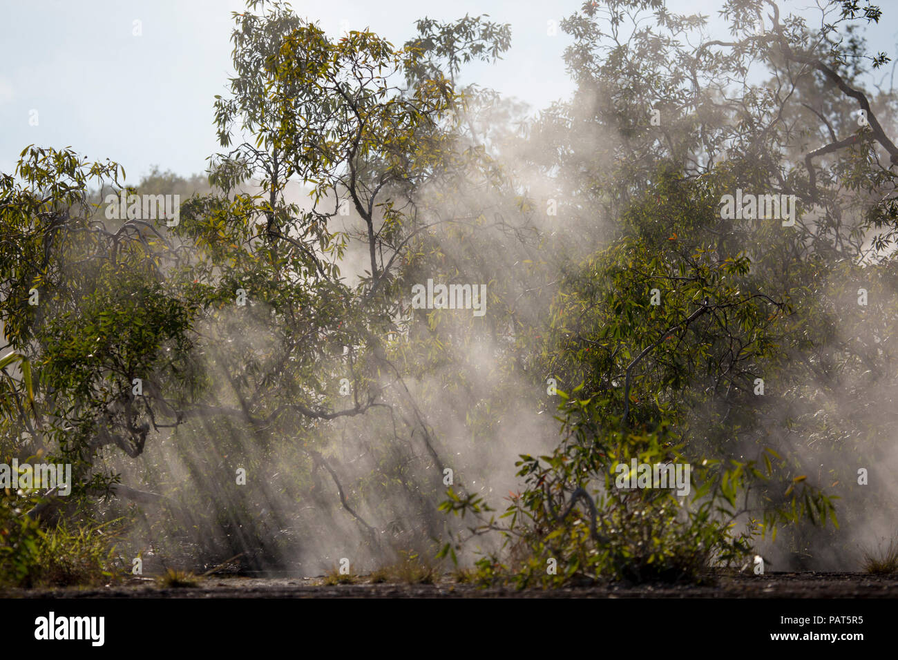 Papua Neu Guinea, Dei Dei heißen Quellen, Fergusson Island. Dampf steigt durch Bäume aus heißen Quellen. Stockfoto