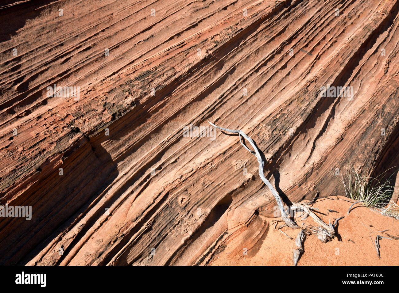 AZ 00182-00 ... ARIZONA - Layer in einem Sandstein Butte und eine tote Bush im südlichen Abschnitt der Coyote Buttes in der Paria Canyon - Vermilion Cliffs Wi Stockfoto
