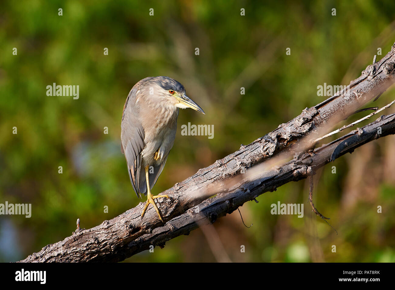 Schwarz - gekrönte Nachtreiher (Nycticorax nycticorax) am Ufer des Lago de Chapala Jocotopec, Jalisco, Mexiko Stockfoto