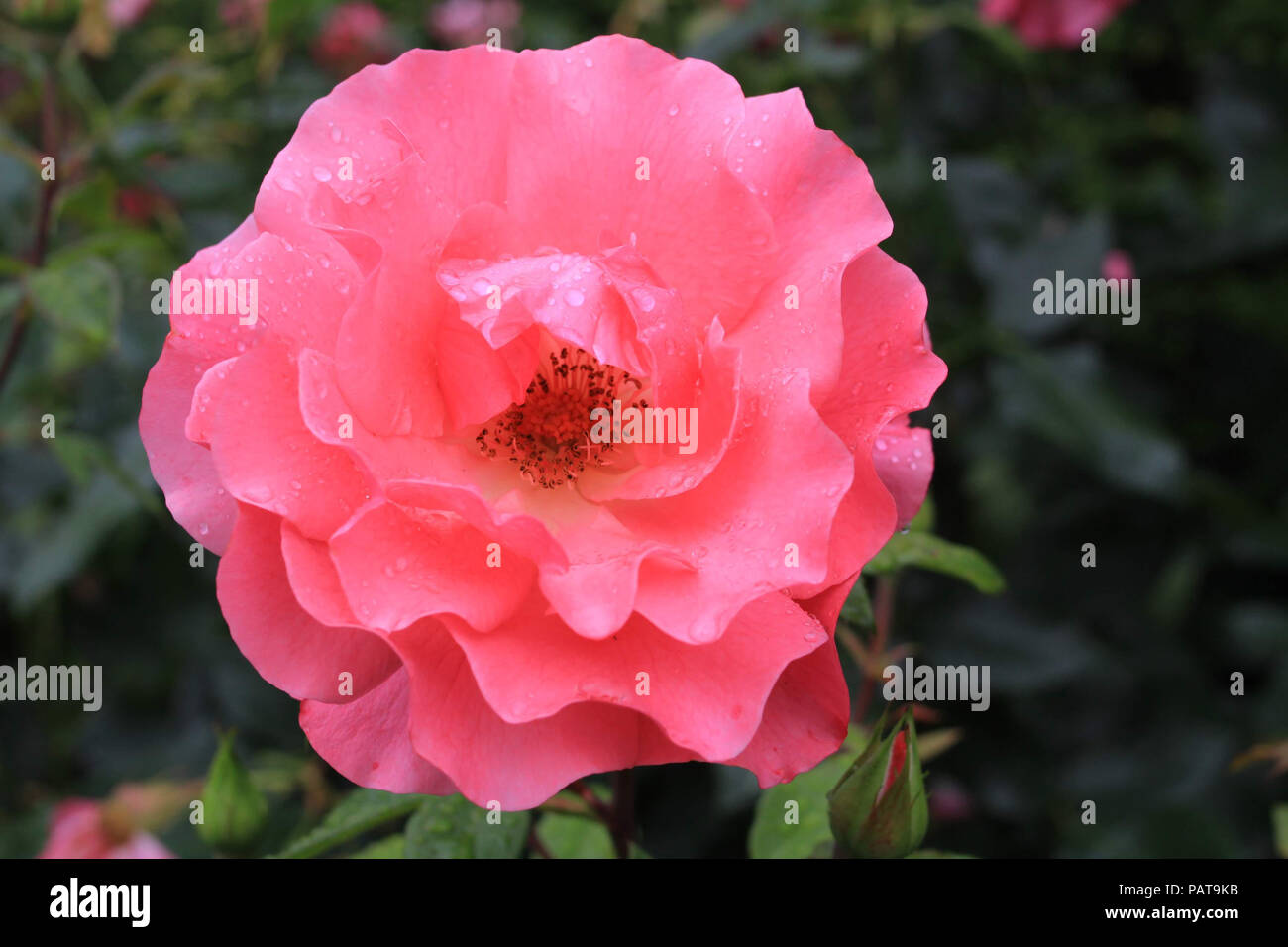 Eine rosa Rose in Regentropfen fallen nach einer jüngsten Regendusche. Stockfoto