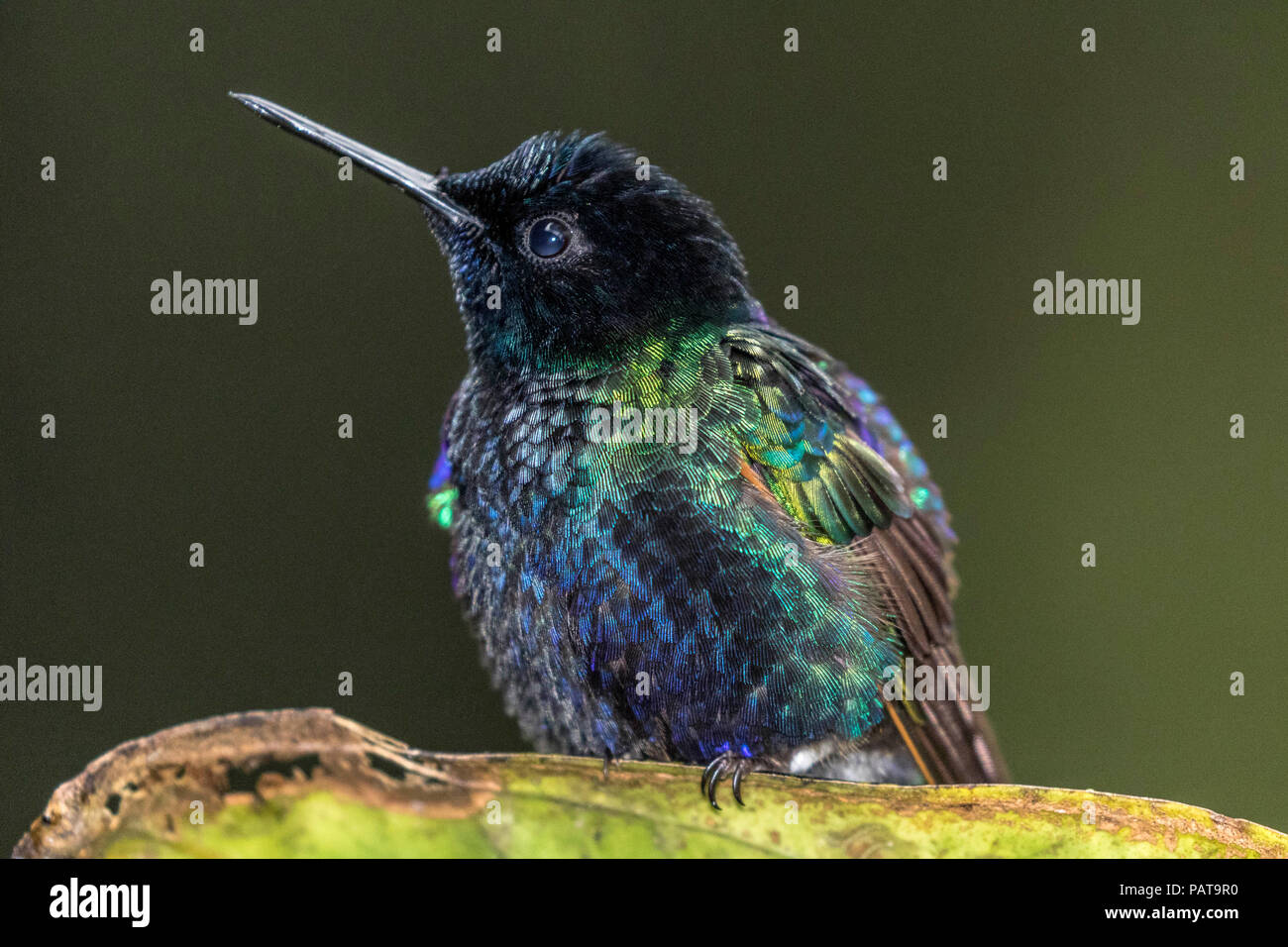 Kleine kolibri Nester auf einem Zweig in Mindo, Ecuador Stockfoto
