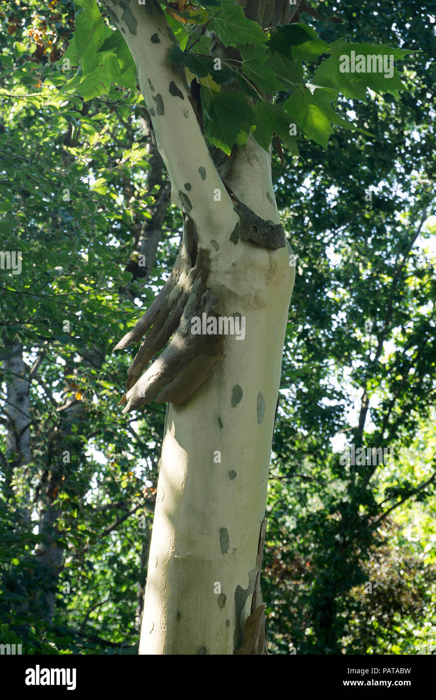 Barks von Platane (Platanaceae) fallen im Sommer Wärme, Pirmasens, Rheinland-Pfalz, Deutschland Stockfoto