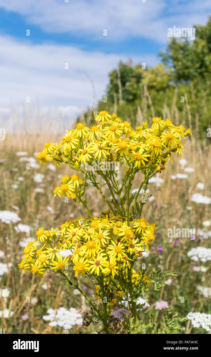 Common Ragwort (AKA Cardamine pratensis, Extensa vulgaris, stinkenden Willie, benyon's Delight) in einem Feld in der Landschaft im Sommer in West Sussex, UK Stockfoto