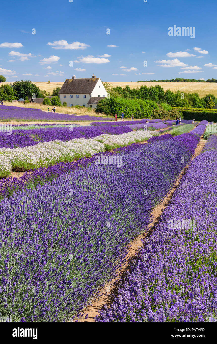 englische Lavendelreihen in einem Lavendelfeld am Cotswold Lavendel Snowshill broadway The Cotswolds Gloucestershire England UK GB Europe Stockfoto