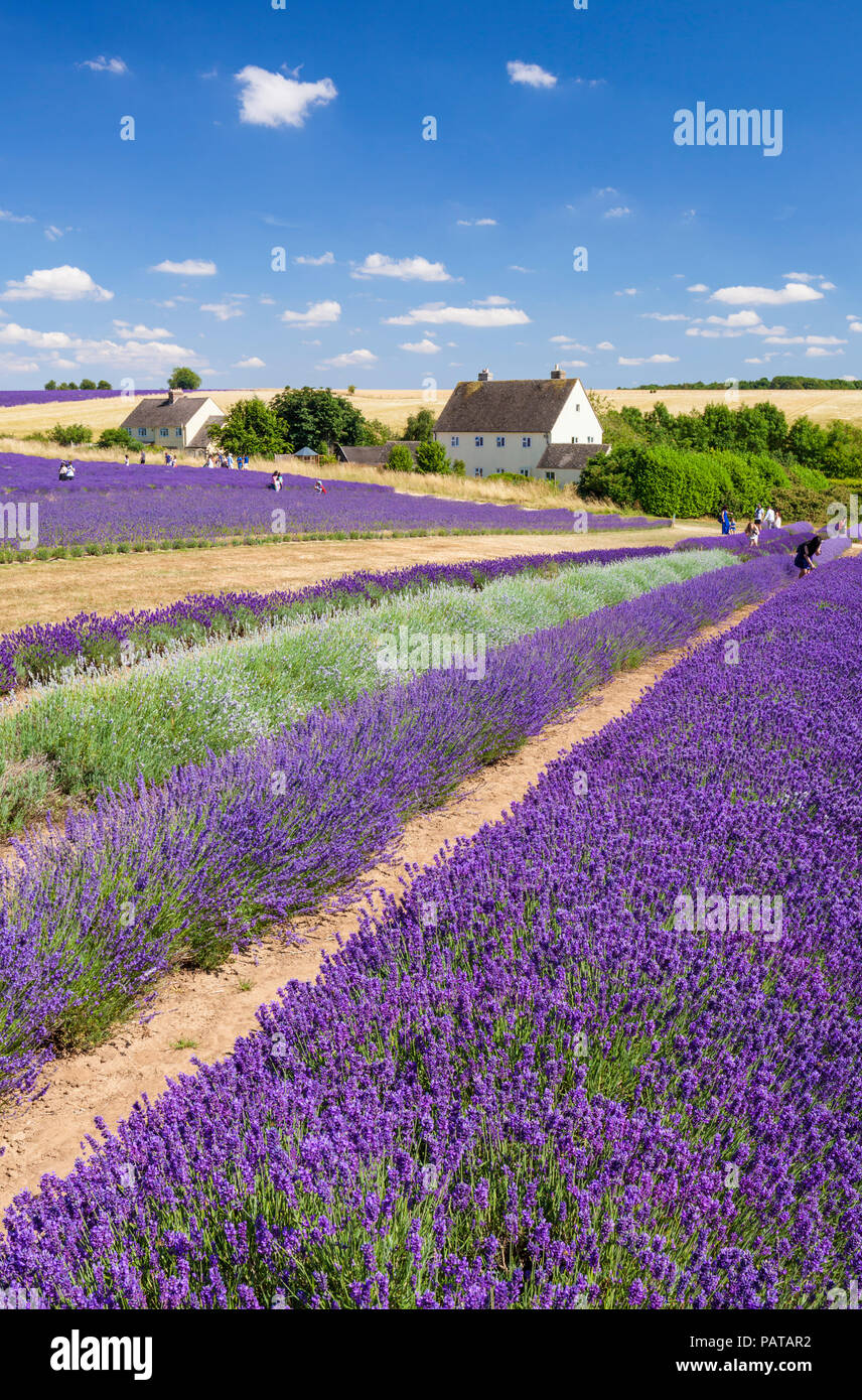 englische Lavendelreihen in einem Lavendelfeld am Cotswold Lavendel Snowshill broadway The Cotswolds Gloucestershire England UK GB Europe Stockfoto