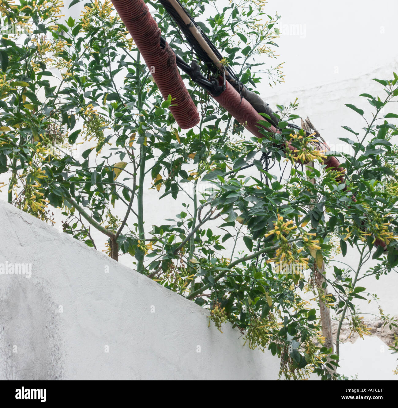 Nicotiana Orvala (Baum Tabak) wachsen auf Brachflächen in Spanien Stockfoto