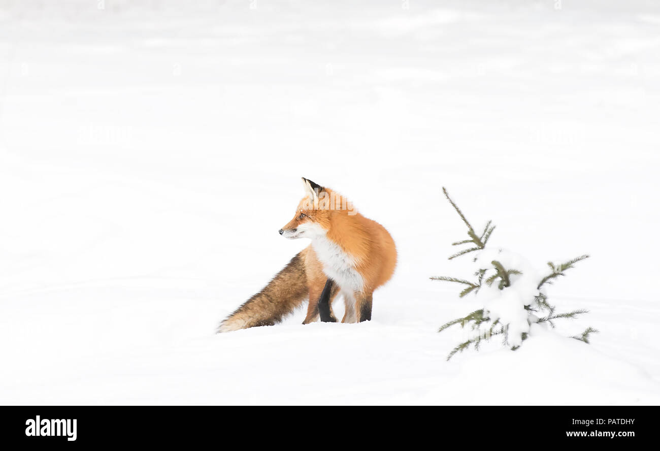 Red Fox (Vulpes vulpes) auf weißem Hintergrund mit buschigem Schwanz Jagd durch den Schnee in Algonquin Park in Kanada isoliert Stockfoto