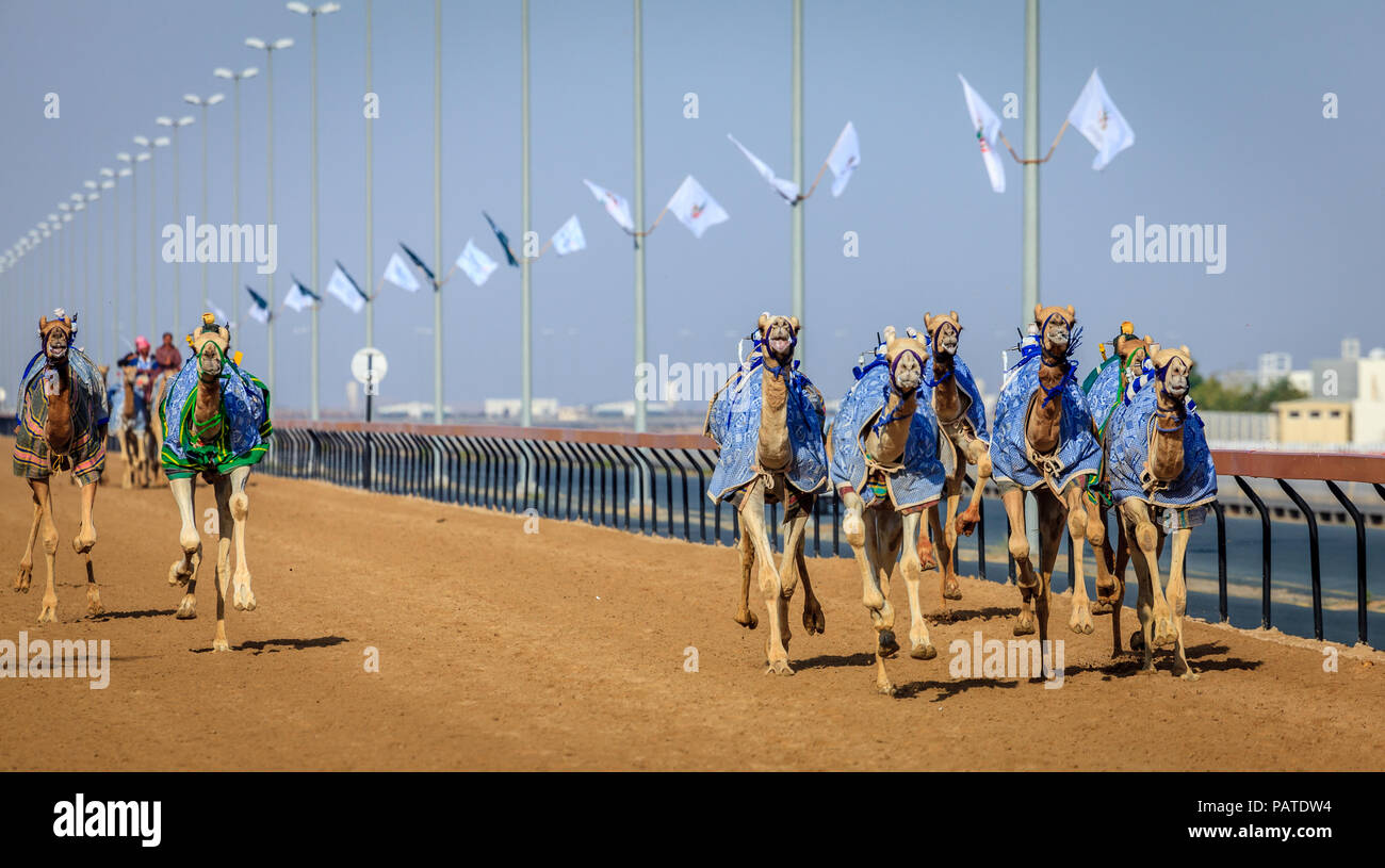 Kamele mit Roboter jokeys bei racing Praxis in der Nähe von Dubai, VAE Stockfoto