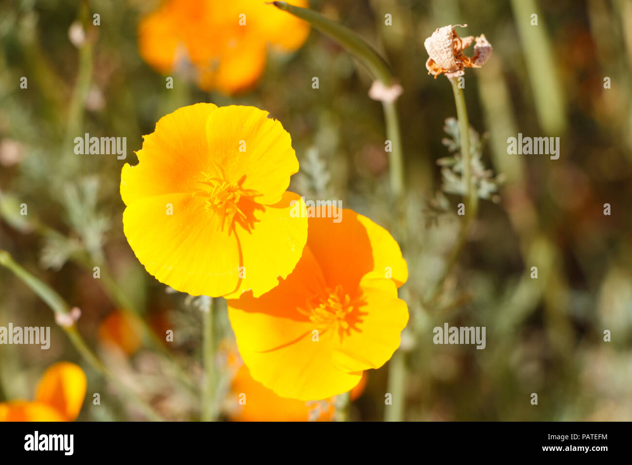 Orange Blüten von California poppy in einem Garten im Sommer Stockfoto