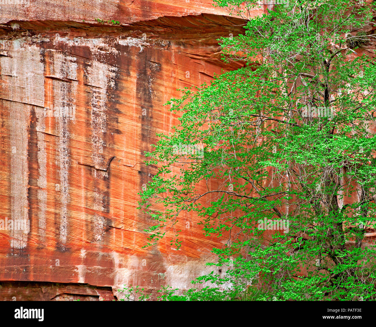 Sandsteinfelsen mit derert Lack, Sedona, Arizona, USA Stockfoto