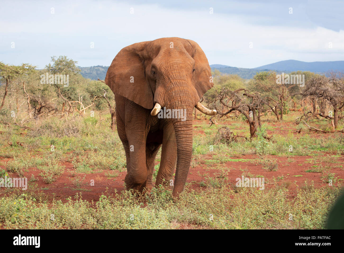 Große stier Afrikanischer Elefant Loxodonta africana nach vorne raus und zu Fuß in Richtung der Kamera im südafrikanischen Busch Stockfoto
