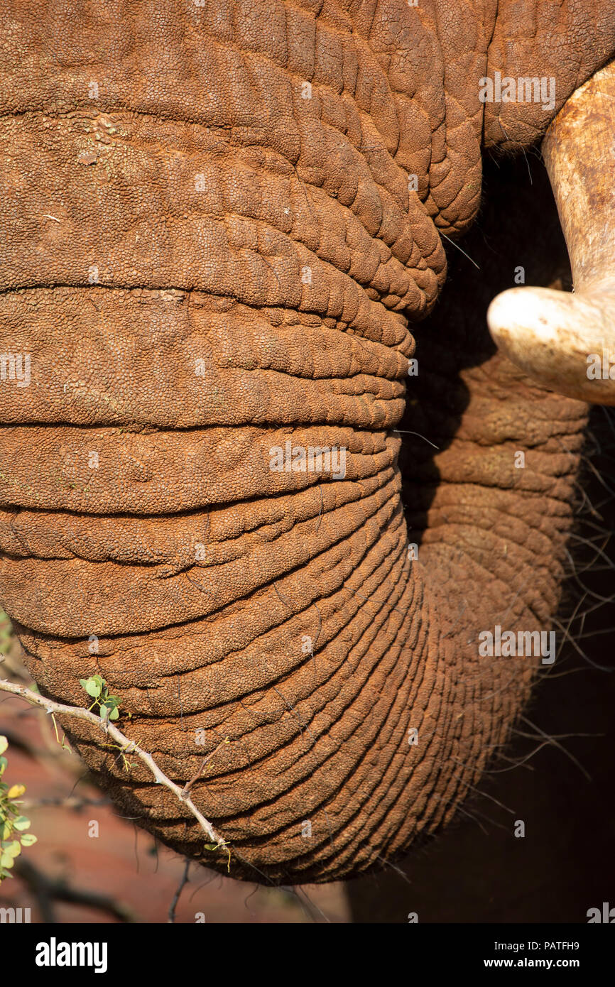 Extreme Nahaufnahme eines Afrikanischen Elephant Trunk Loxodonta Africana in Private Game Reserve Südafrika Stockfoto