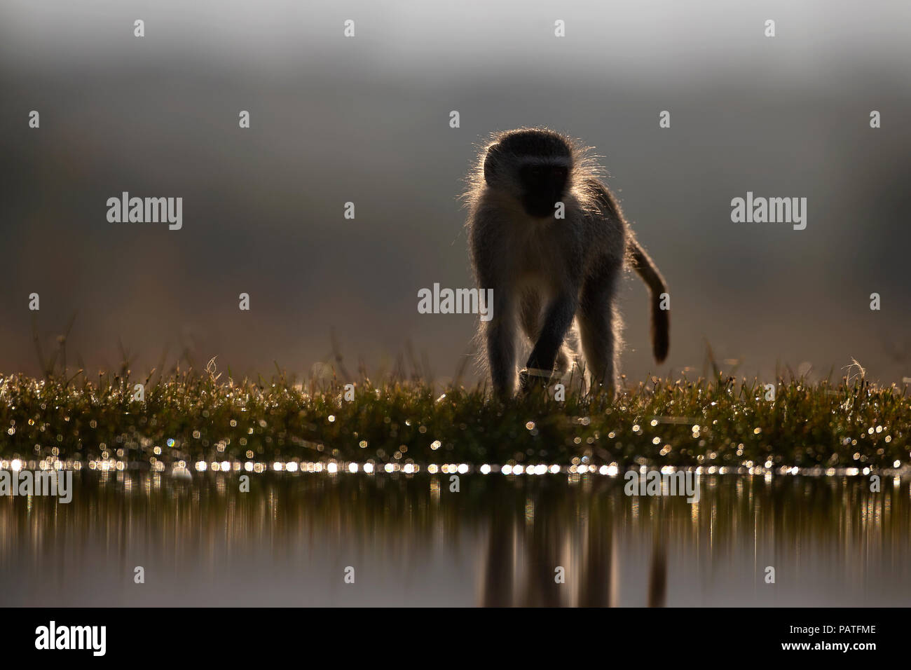 Meerkatze Cercopithecus pygerythrus oder Green Monkey rim beleuchtet am Rande eines flachen Lagune Stockfoto