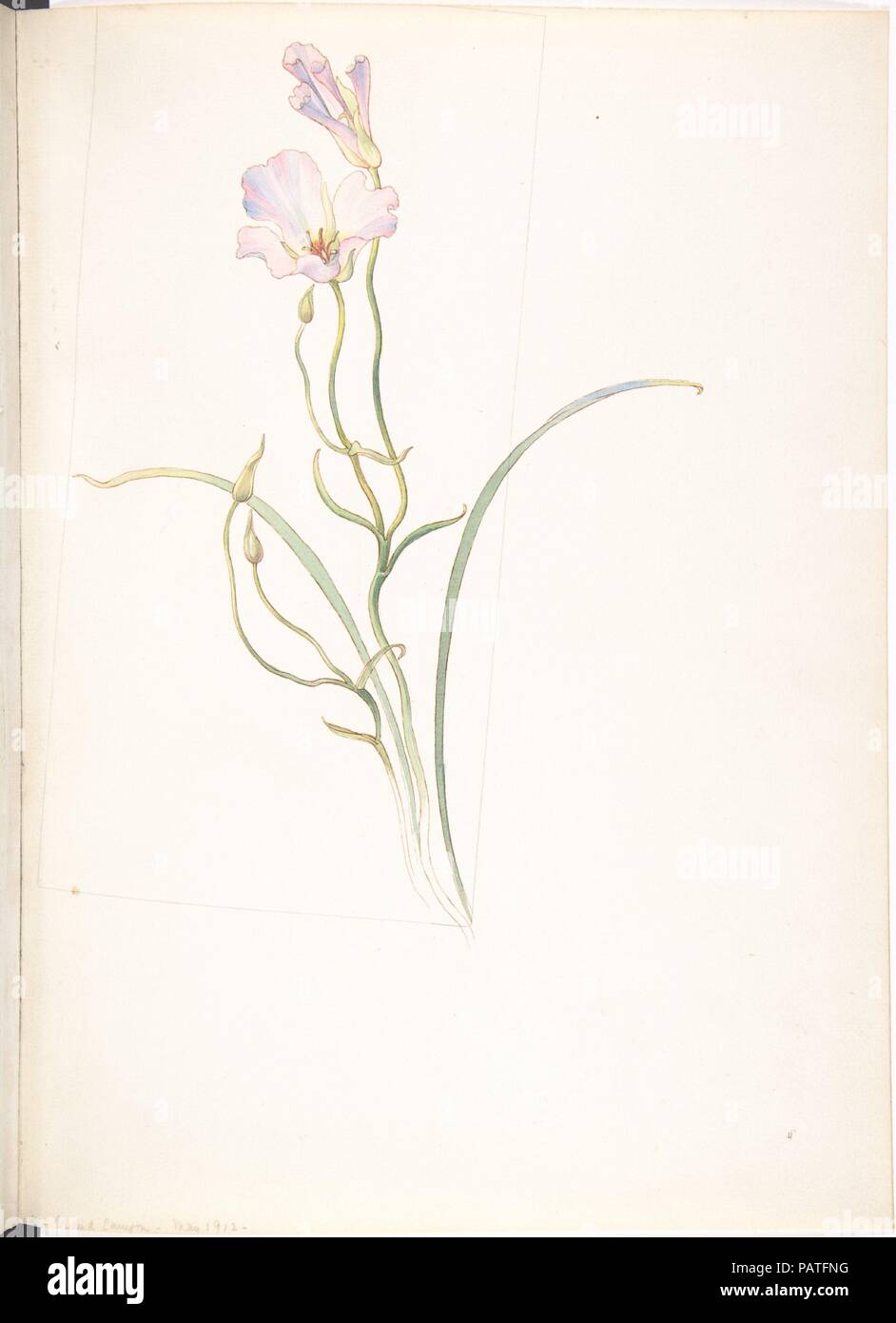 Calochortus Nuttalli. Artist: Margaret Neilson Armstrong (American, New York 1867-1944 New York). Maße: Blatt: 13 11/16 x 9 15/16 in. (34,8 x 25,2 cm). Datum: Mai 1912. Museum: Metropolitan Museum of Art, New York, USA. Stockfoto