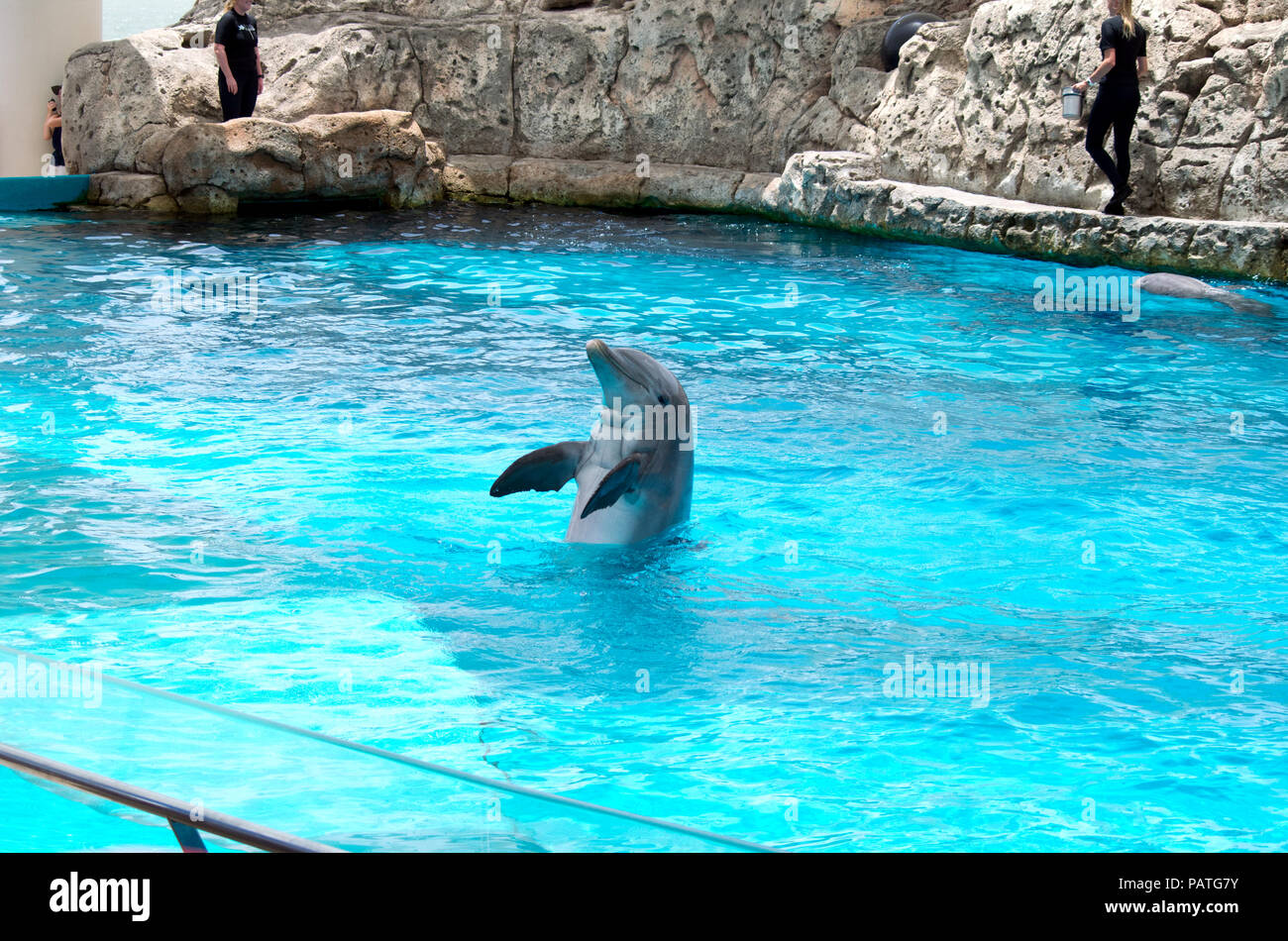 Ein Delphin führt in der Delphin Show, eine der vielen Attraktionen an der Texas State Aquarium in Corpus Christi, Texas USA. Stockfoto