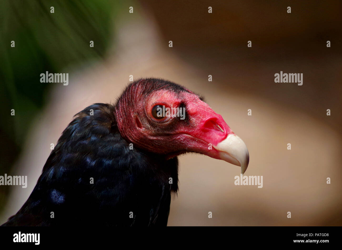 Truthahngeier an der Texas State Aquarium, Corpus Christi, Texas USA. Stockfoto