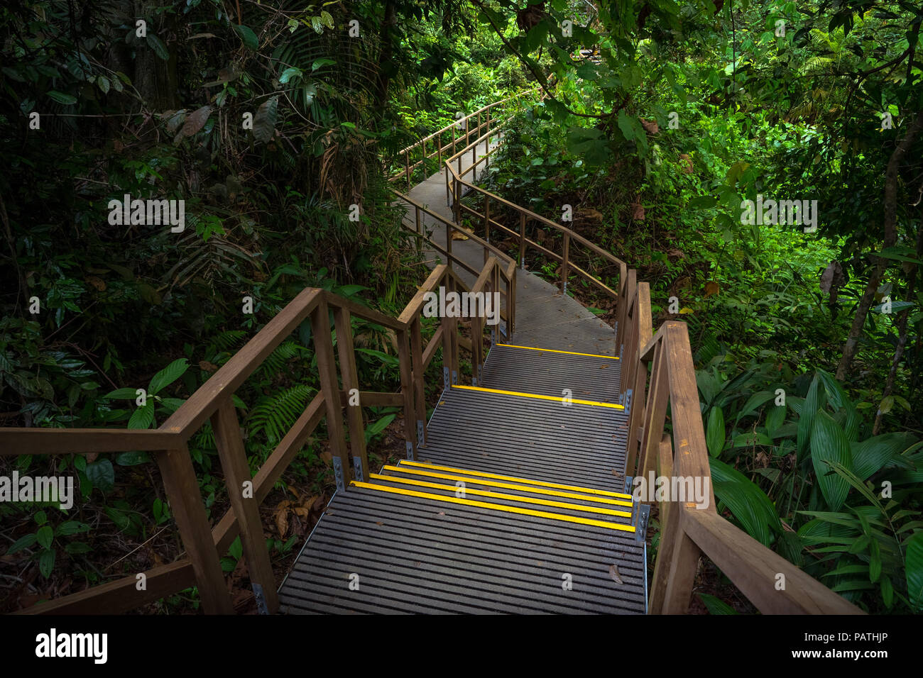 Schritte auf dem Weg durch den Dschungel an Macritchie Reservoir Park. Stockfoto