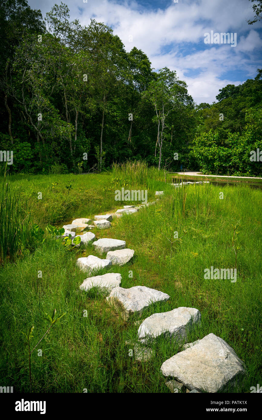 Stepping-stone-Pfad in einem Sumpf in Sungei Buloh, einer der Singapur Nationalparks führt. Stockfoto